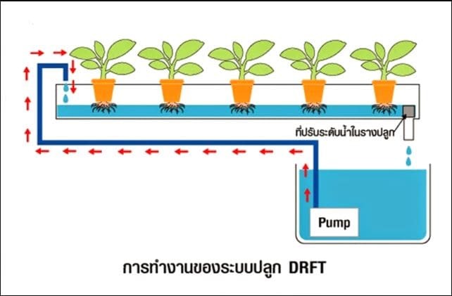 การปลูกผักแบบ DFRT